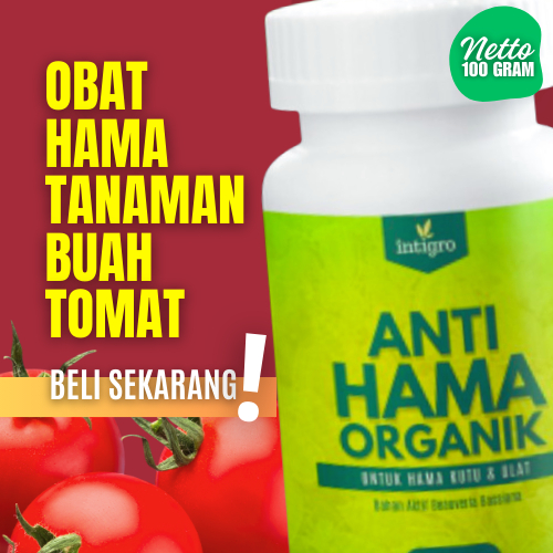 Obat Pembasmi Hama Kutu Daun Tanaman Buah Tomat Thrips Aphis Keriting Daun Ulat Busuk Buah Tomat