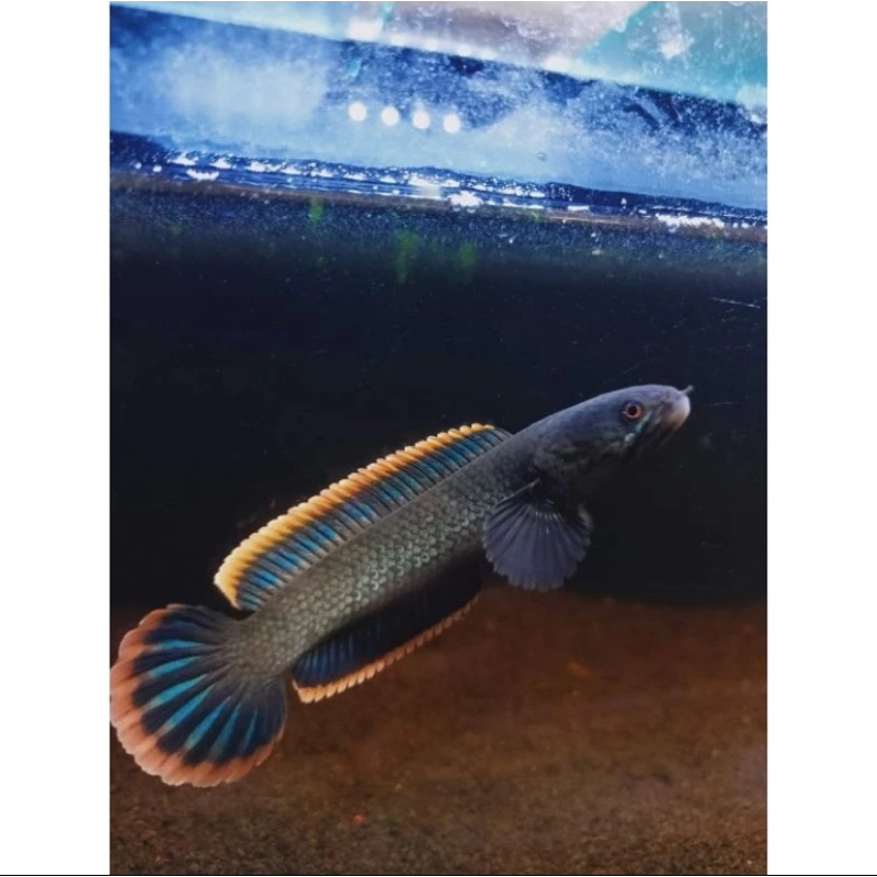 Limbata WC 12-16cm jumbo