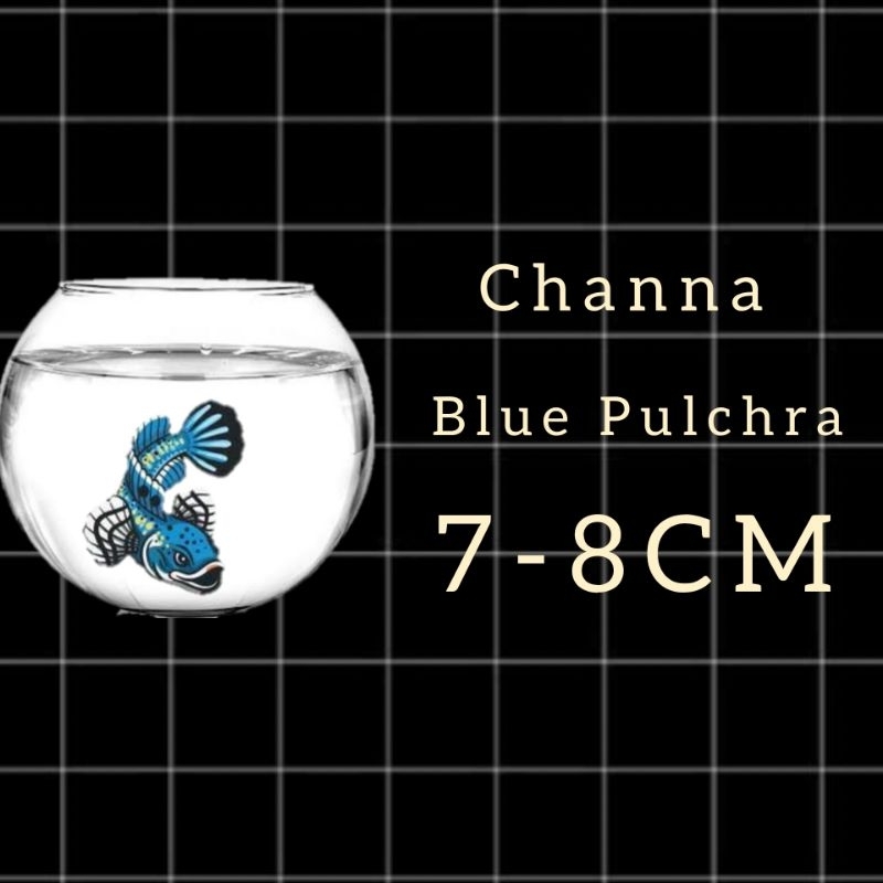 Sticker Channa Blue Pulchra 7-8CM