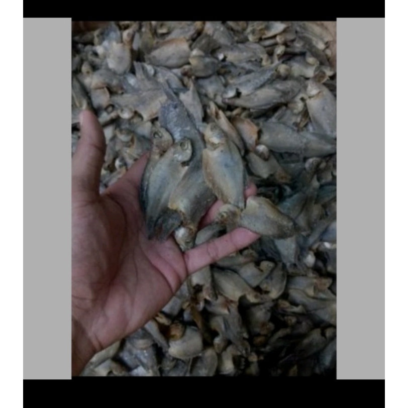 

IKAN ASIN SEPAT KECIL/IKAN ASIN AIR TAWAR/IKAN ASIN MURAH DAN ENAK 500GRAM