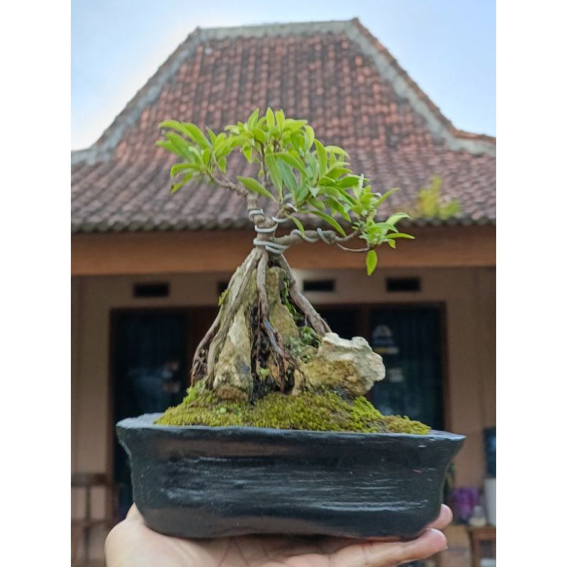 bonsai ficus california