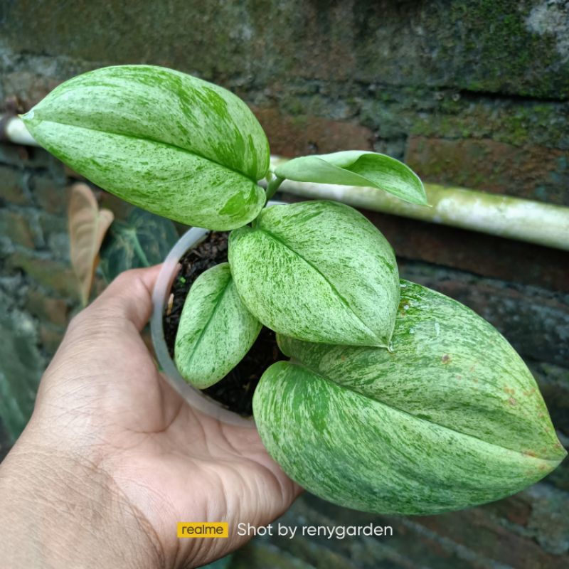 Scindapsus treubii mint