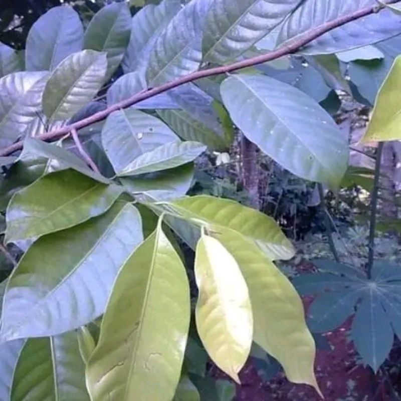 

daun pala segar 200 lembar