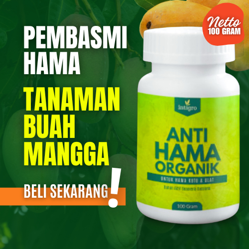 Obat Pembasmi Hama Kutu Putih Daun Tanaman Buah Mangga Pengendali Hama Ulat Penggerek Batang Mangga