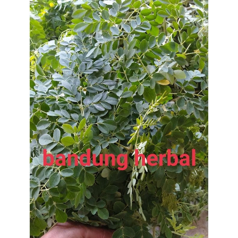 

daun kelor segar langsung petik 500grm original