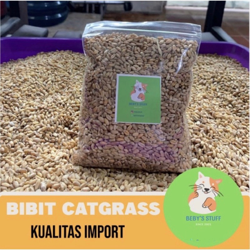 Bibit Benih Rumput Kucing Wheatgrass gandum