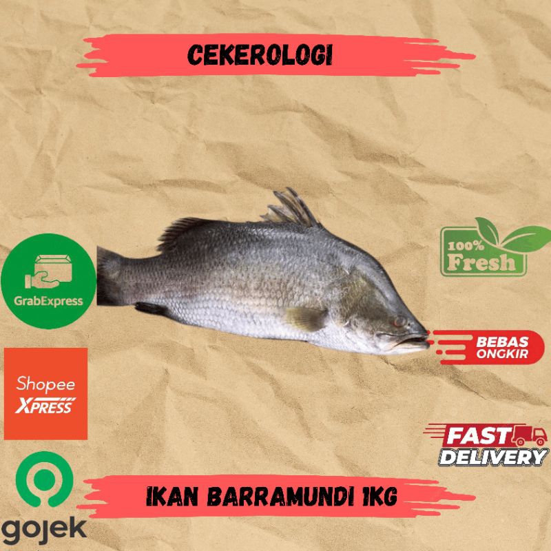 

Ikan Barramundi 1kg / Ikan Barramundi / Ikan Barramundi Fresh Berkualitas / JABODETABEK / Ikan Segar / Ikan