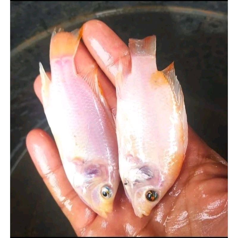 Bibit nila merah Bangkok-monosex/1kg