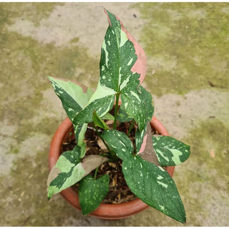 Syngonium red spot tricolor