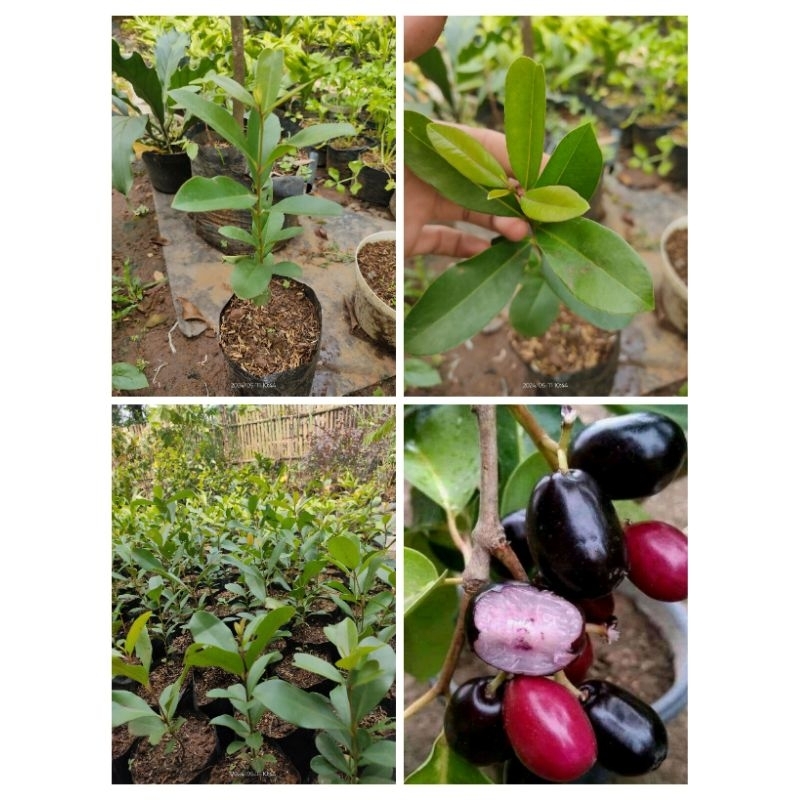 Bibit Jamblang Hitam Pohon Jamblang - Tanaman Buah Jamblang Java Plum Juwet Duwet