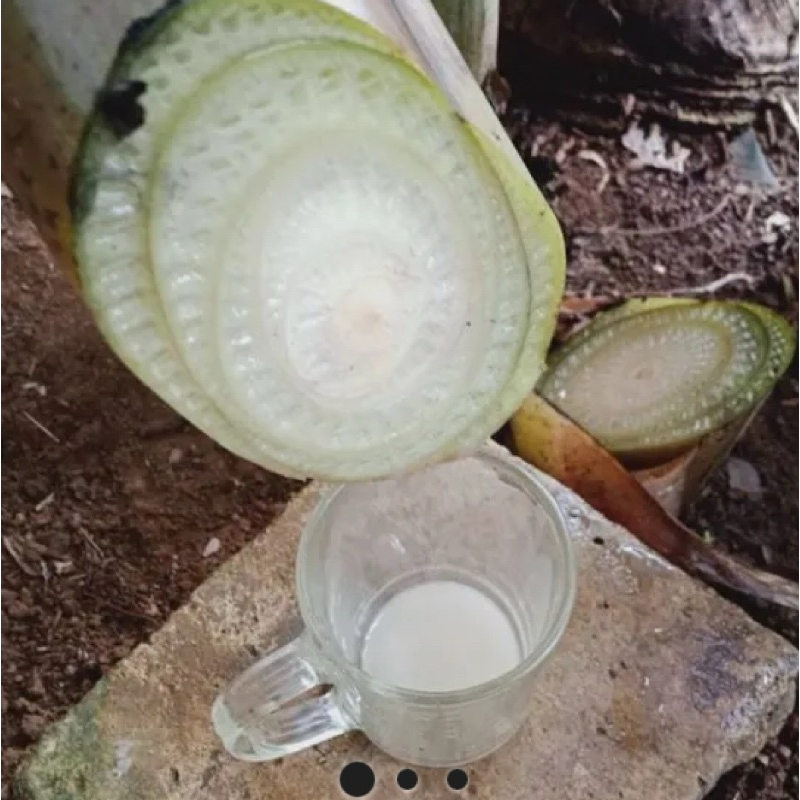 

Jual getah pisang / getah pohon pisang segar-az