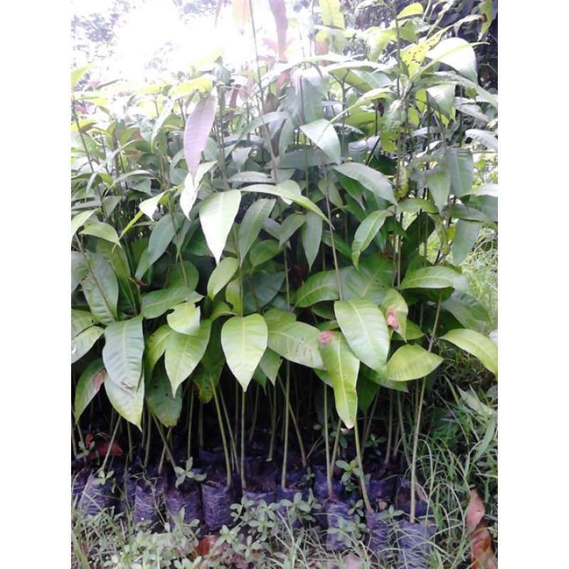 Seedling MANGGA / Bibit mangga dari biji