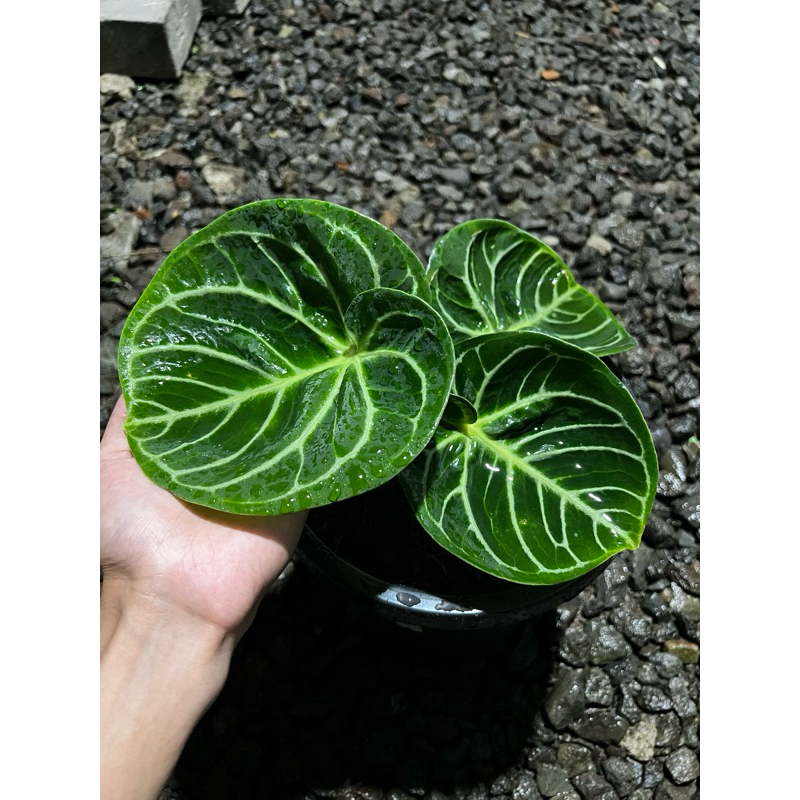 Anthurium Dorayaki Ori