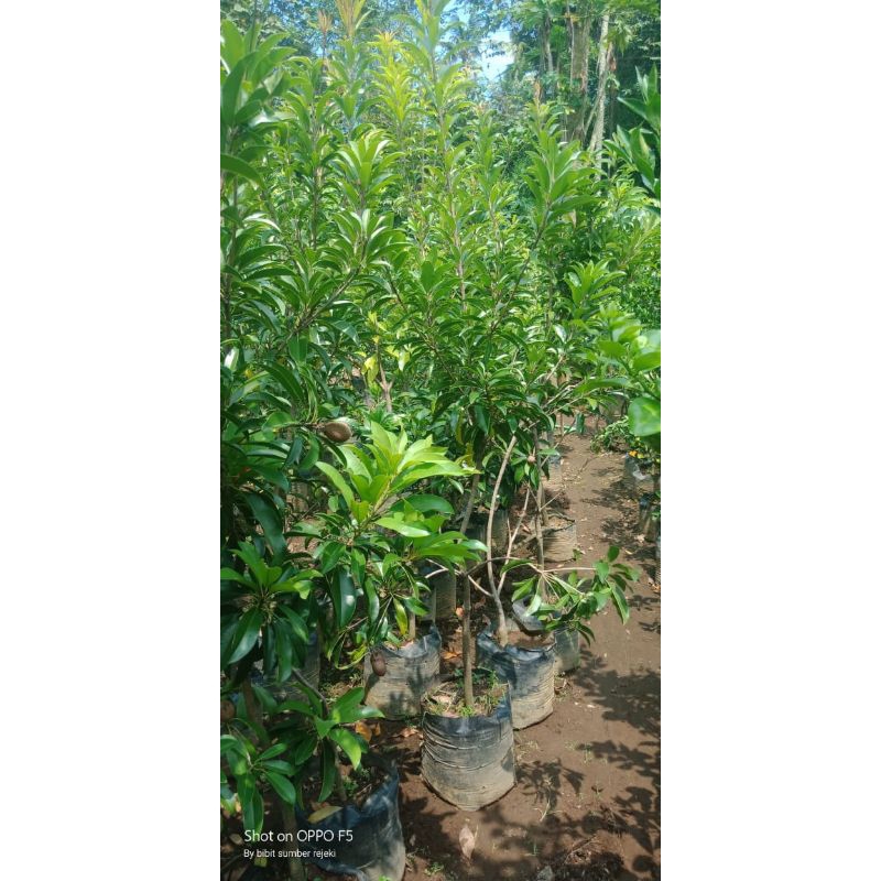 BIBIT SAWO MADU SAWO MENTIMUN SAWO MANILO SUDAH BERBUAH