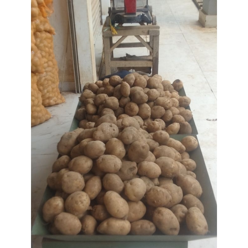 

fresh potato kentang dieng