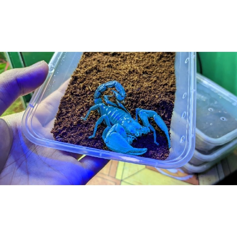 mainan Kalajengking Asian forest Scorpion AFS