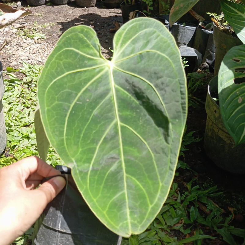 Kuping Gajah Jumbo Magnificum Verde