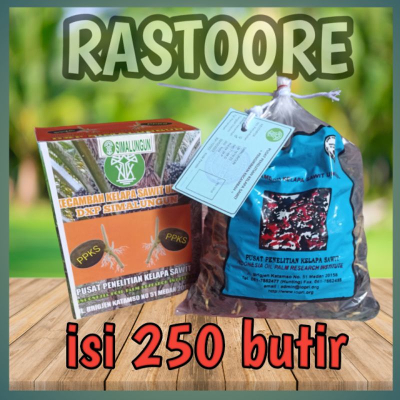 bibit sawit unggul SIMALUNGUN