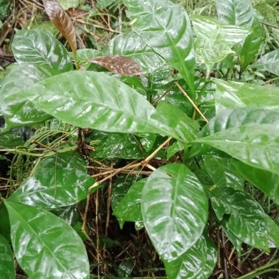 Bibit kopi robusta lampung/bibit cabutan berdaun 8-10 siap tanam
