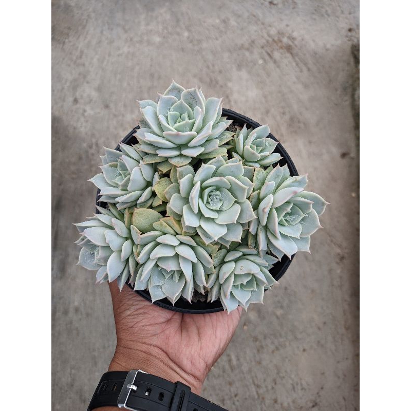 Echeveria Lola cluster-Kaktus Sukulen