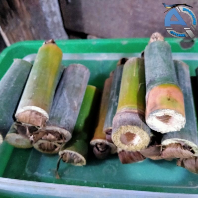 Ulat Bambu Cancilung Isi 10 Pakan Burung & Umpan Pancing