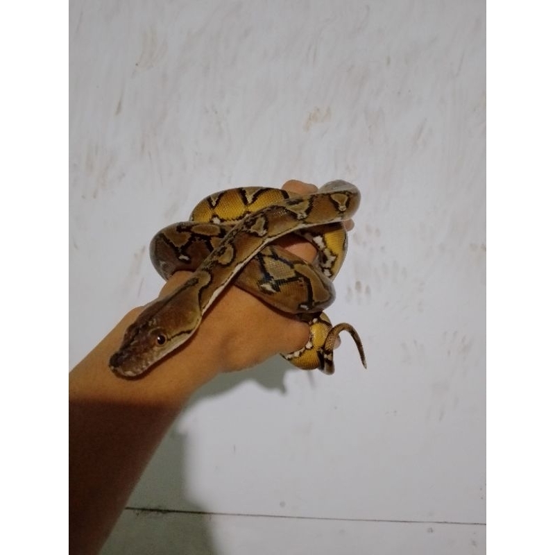 Platinum sunfire female