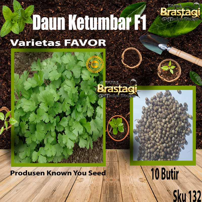 FBTG - 10 Benih Biji Bibit Daun Ketumbar Favor Herb Coriander - Known You Seed - Sku 132