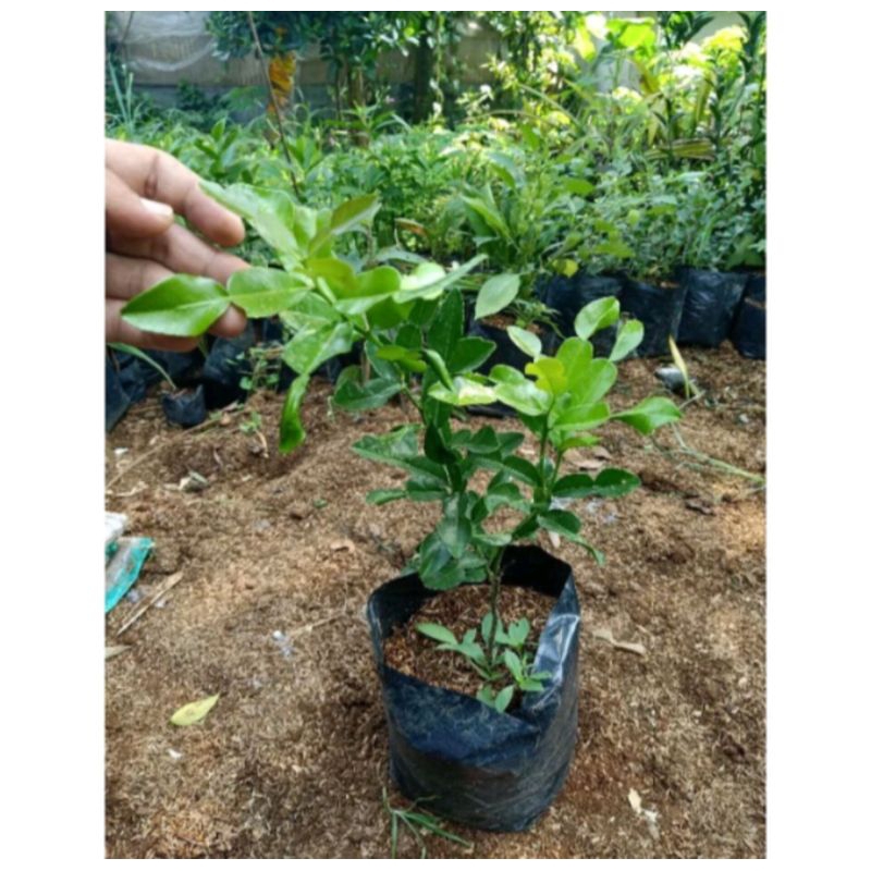 Pohon Jeruk Purut Bibit Pohon Jeruk Purut
