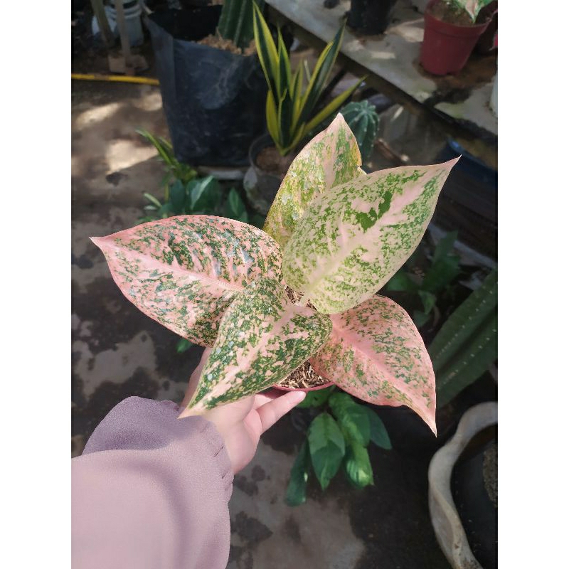 Tanaman Hias Indoor Aglonema Widuri Orange
