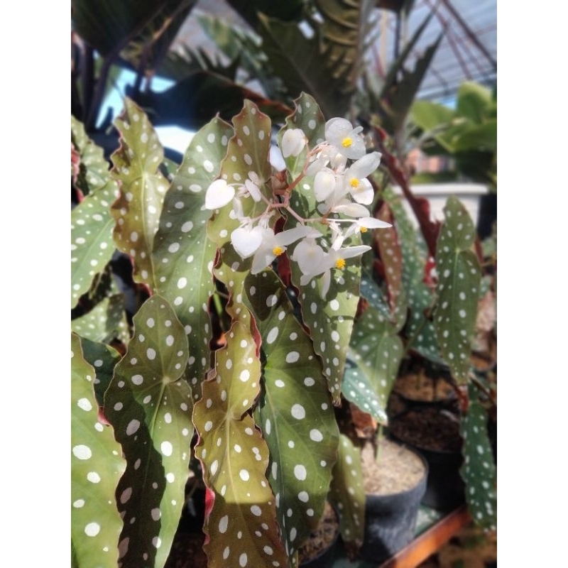 Begonia polkadot/BEGONIA POLKADOT