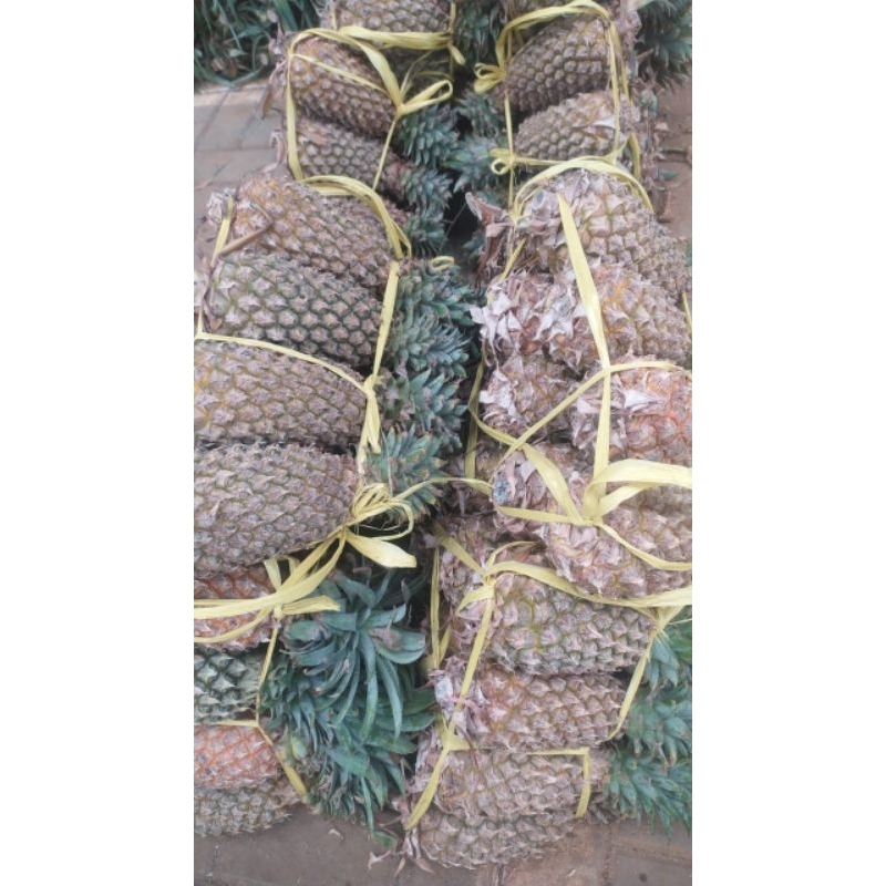 

buah nanas Palembang 1 ikat isi 10 pcs