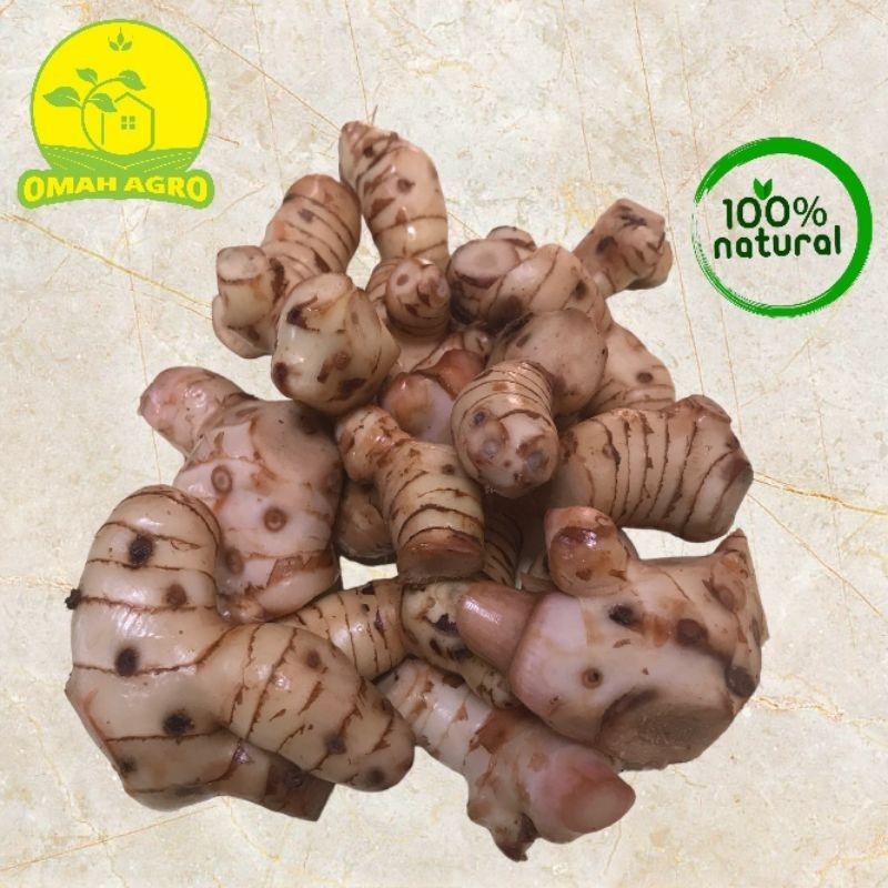 

Lengkuas Segar Fresh / Laos Segar 500gr / 1kg