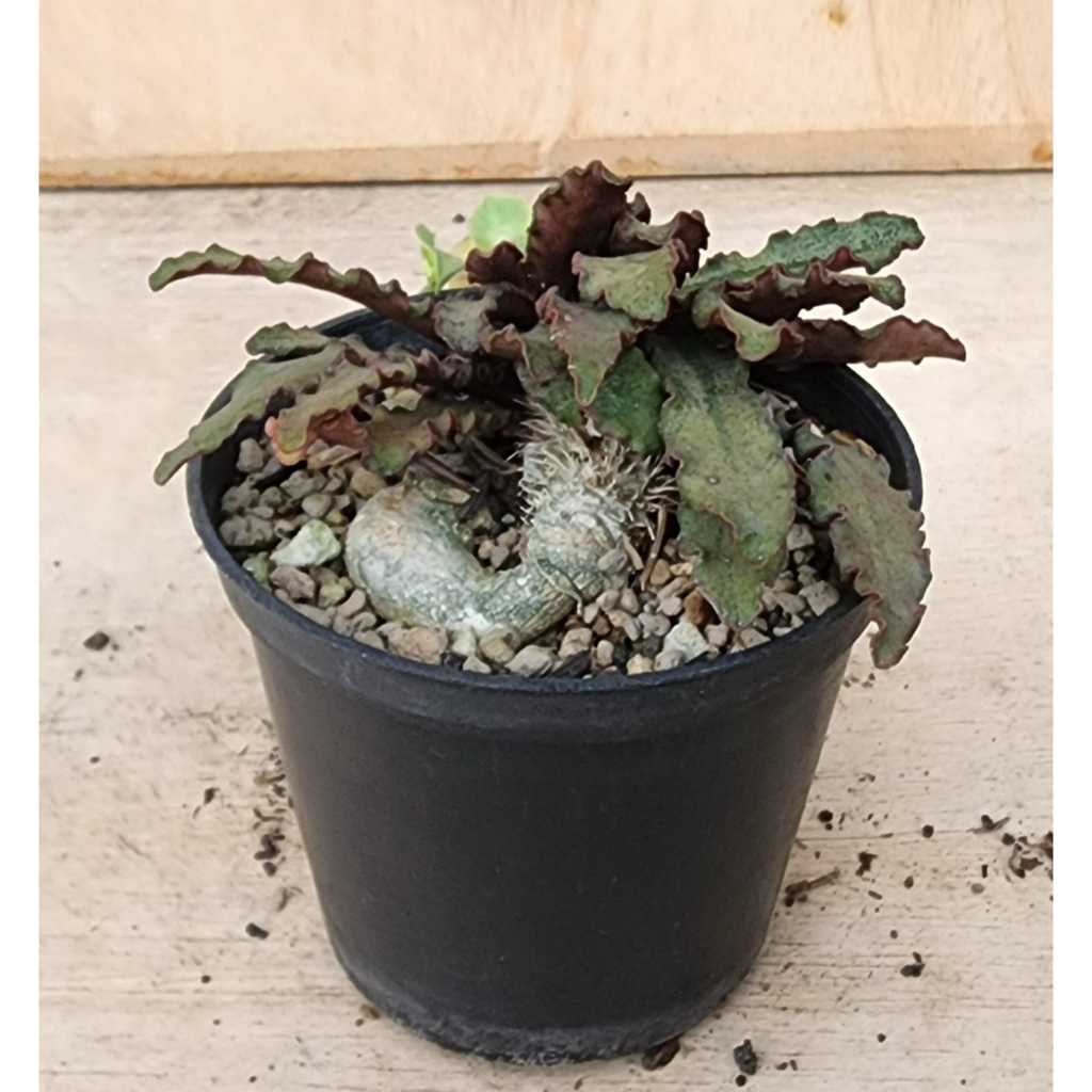 Euphorbia francoisii hybrid 26