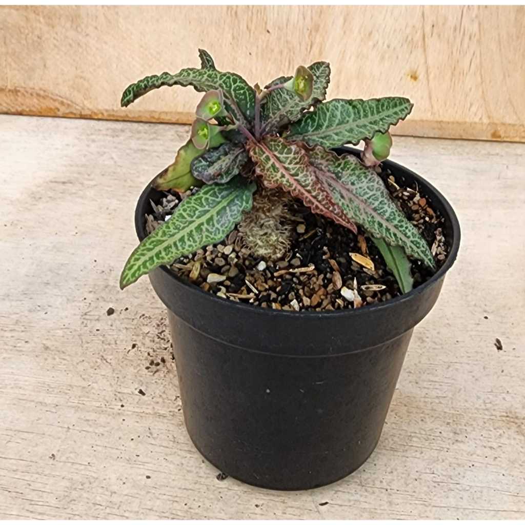 Euphorbia francoisii  30