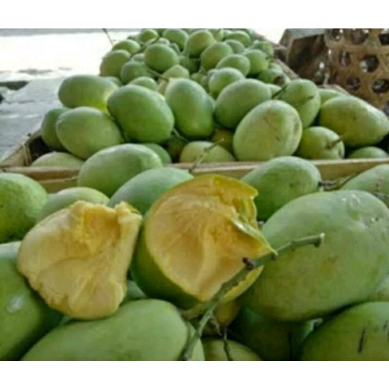 

mangga mangkal 1kg