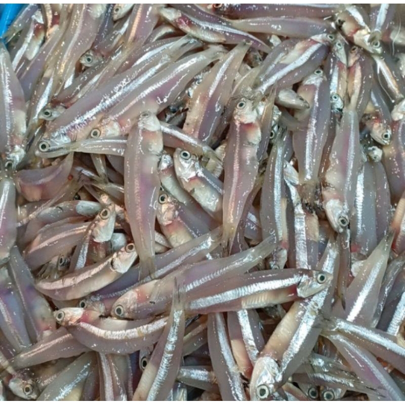 

[PALEMBANG] IKAN TERI BASAH / BILIS 250GR - SAYUR BUAH IKAN SEGAR ONLINE