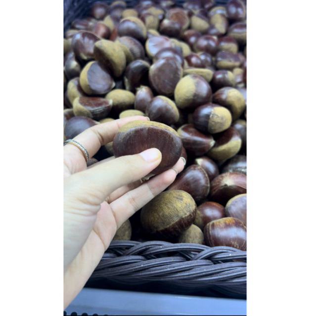 

CHESTNUT(KACANG KASTANYE)