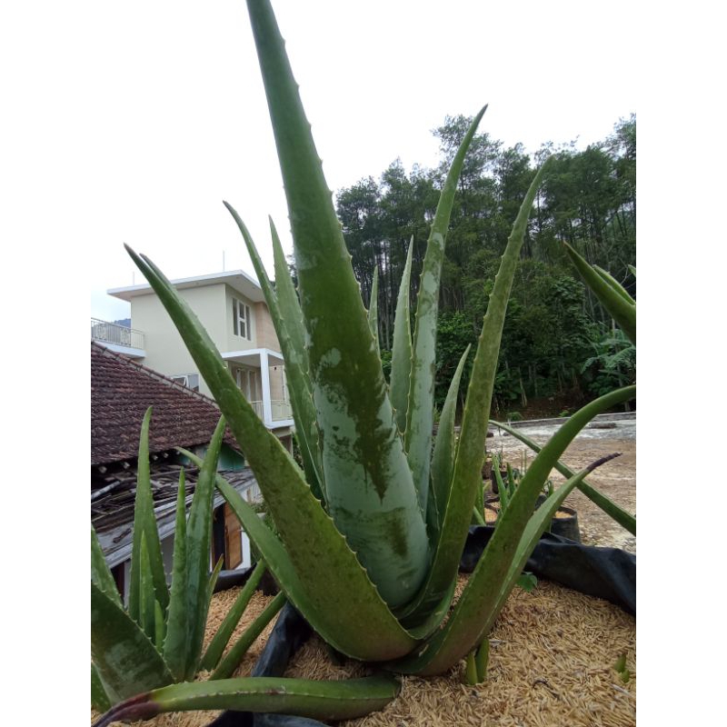 

pelepah lidah buaya organik aloevera aloe vera barbadensis beli 2 gratis 1