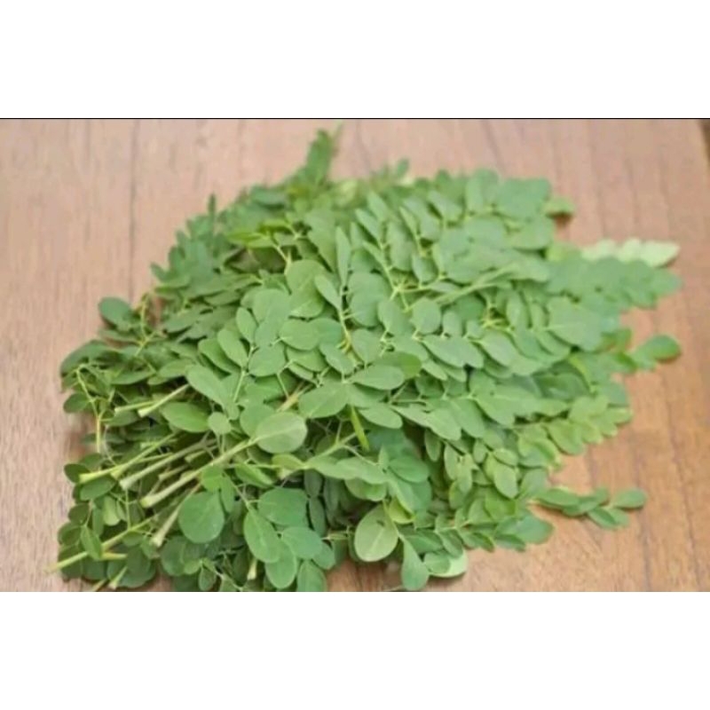 

daun kelor segar fresh