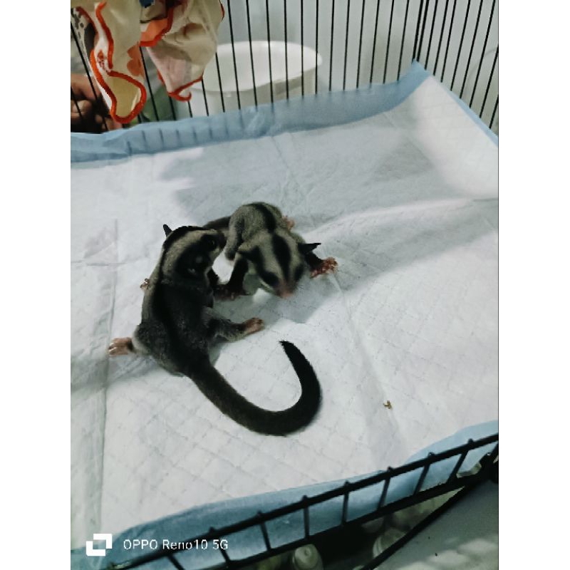 sugar glider classic grey joey