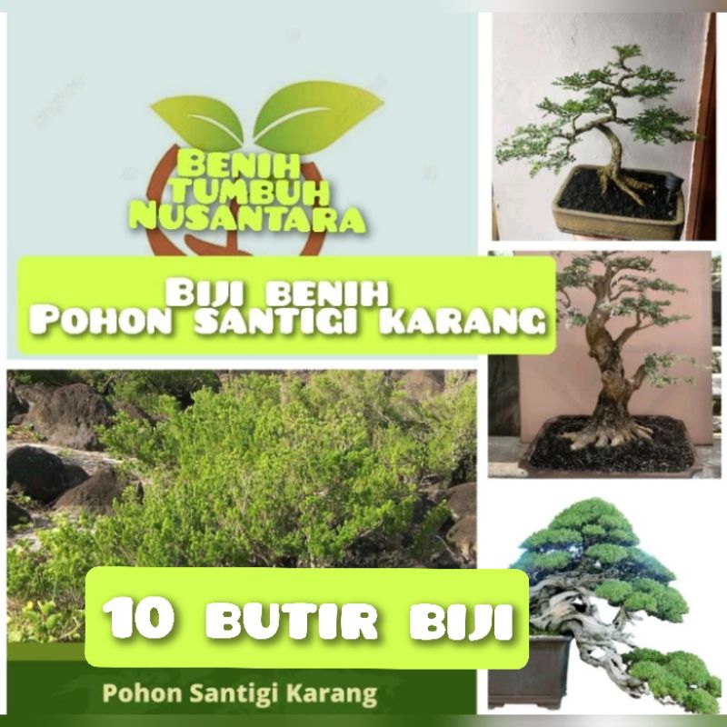 10 butir biji benih bonsai santigi karang
