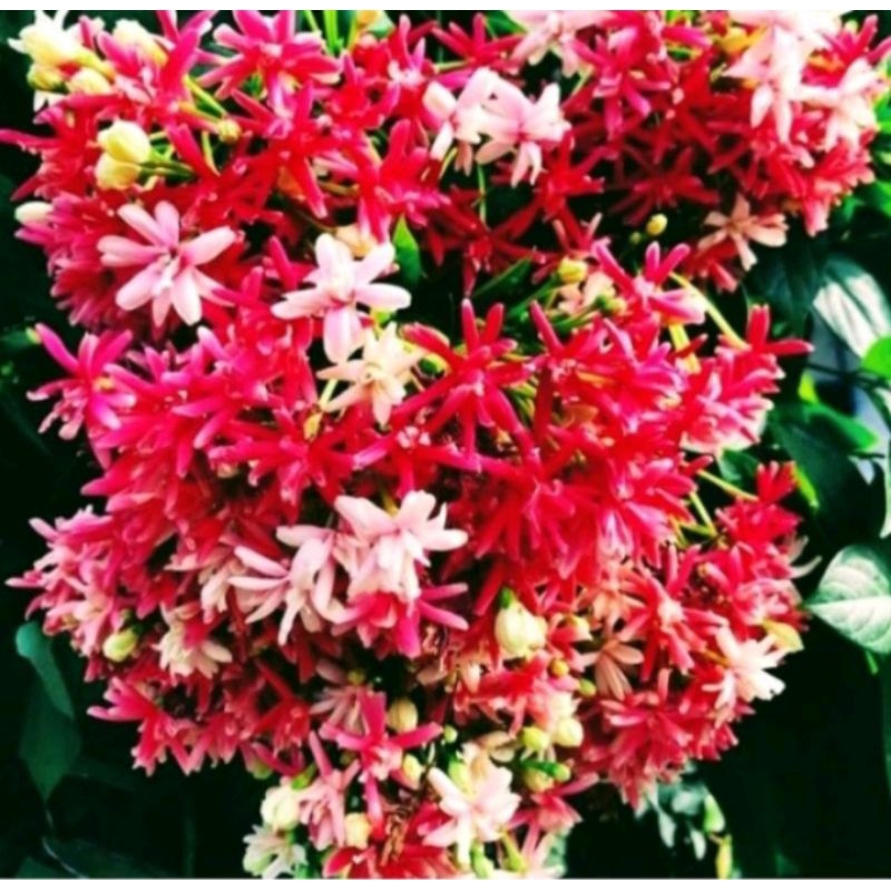 Tanaman Hias Bibit Melati Belanda rimbun