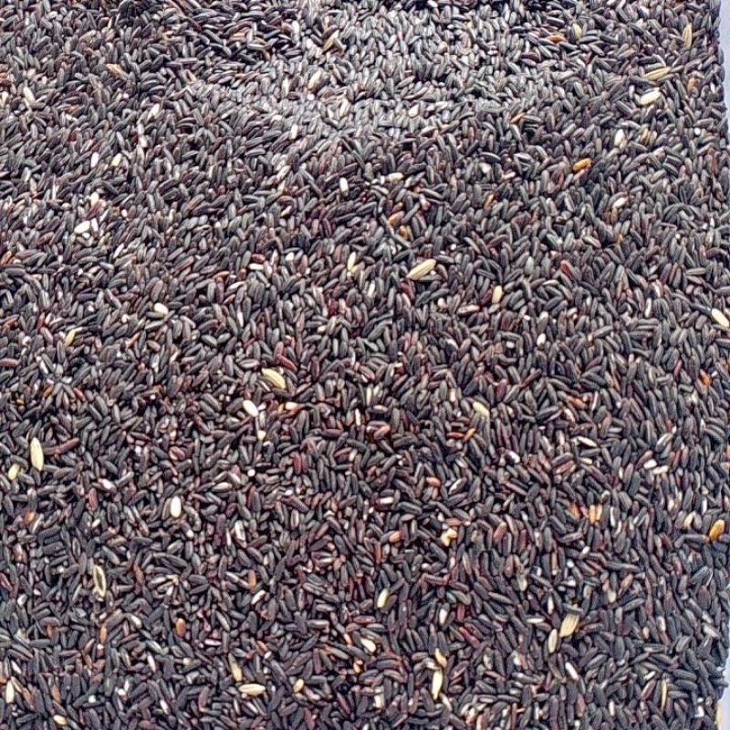 

Beras Ketan Hitam untuk Martabak bubur 100gr