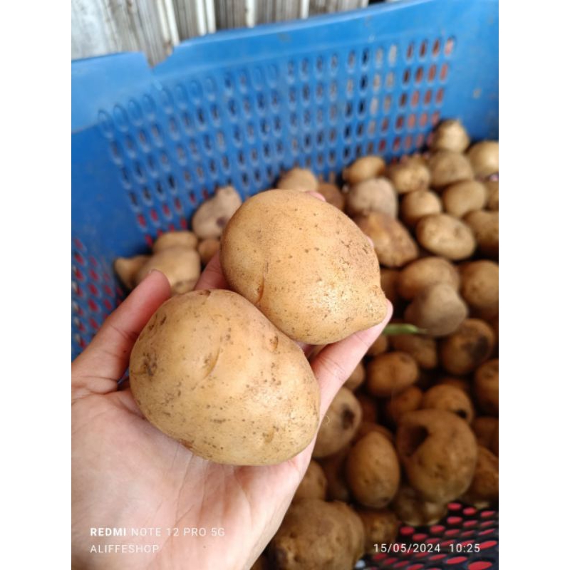 

1 kg kentang sayur