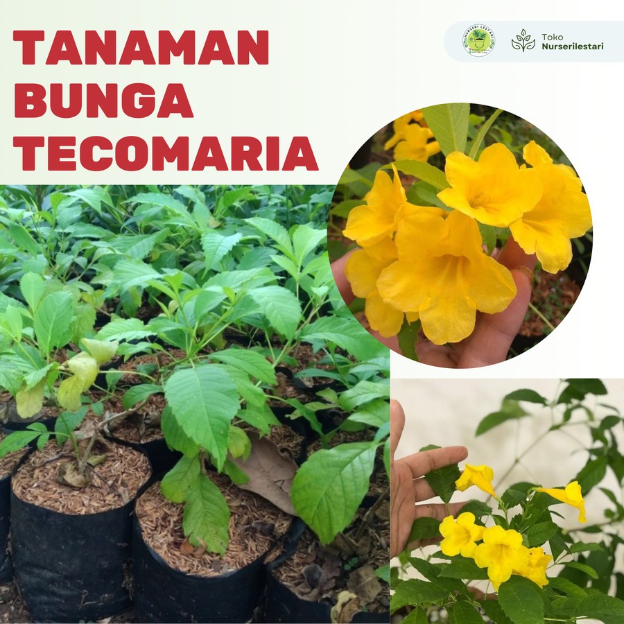 Tanaman Bunga Kuning Tecomaria - Trumpetbushes (Tecoma)