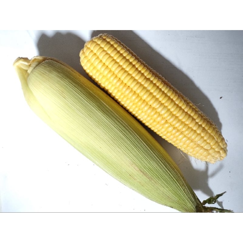 

JAGUNG MANIS KUPAS FRESH -SAYUR PRAKTIS 27(HARGA 1PCS)