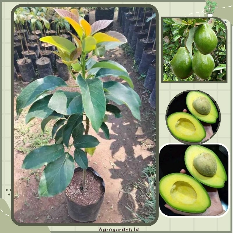 Bibit Buah Alpukat Miki Kondisi dewasa rimbun Tinggi SATU METETAN SIAP BUAH DAN BERBUNGA - ALPUKAT M