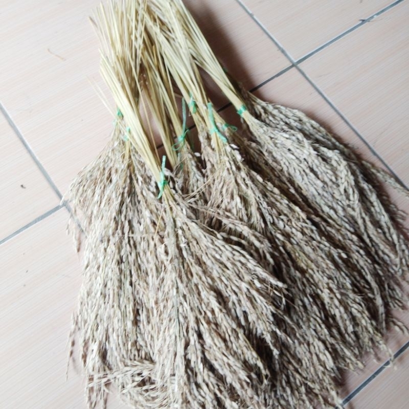 

Padi Beras Putih Bertangkai Panjang Asli Per 25 Tangkai