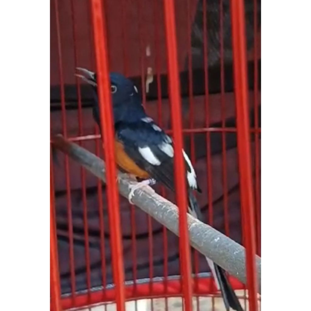 Murai Batu Blorok Gacor