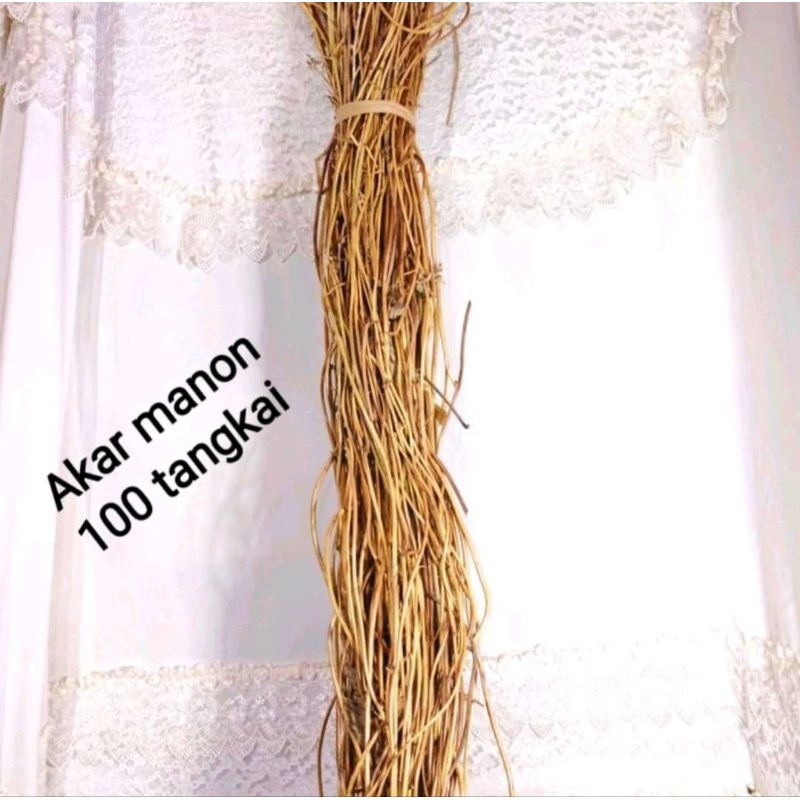 Akar Manon, 1 Ikat Akar Manon/Akar Ulir Isi 100 Btg